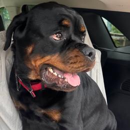 Freya - Rottweiler