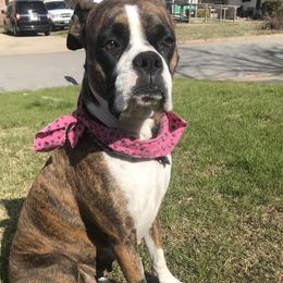 Princess - Boxer