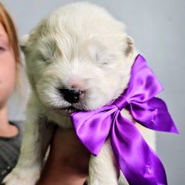 Purple collar - White female Samoyed puppy in Downey, Idaho from Seven Diamond Samoyeds
