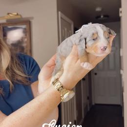 Lucien - Blue merle male Bernedoodle puppy in Grants Pass, Oregon from Royal Empire Bernedoodles