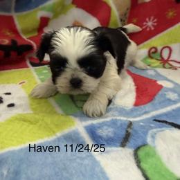 Haven - Black and white female Shih Tzu puppy in Jasper, Indiana from Jacob’s Spoiled Shih Tzu