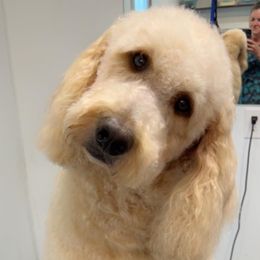 Goldendoodles and Labradoodles from Molly's Place