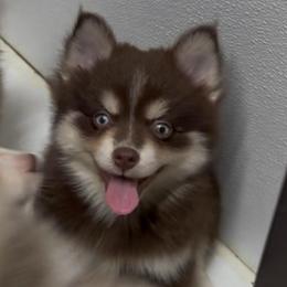 Candy - Chocolate female Pomsky puppy in Spring Hill, Florida from PDQ Pomskies