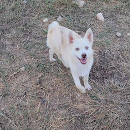 Tulip - Merle female Pomsky puppy in Weir, Texas from Bluebonnet Pomskies