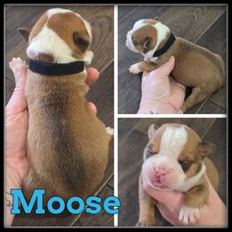 Moose - Fawn and white male Olde English Bulldogge puppy in Wheeler, Michigan from Haase Family Kennels