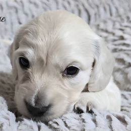 Reserved - Cream female Dachshund puppy in California from Farmhouse Sausages