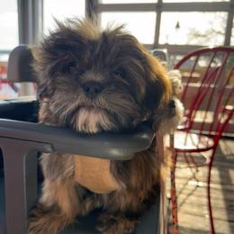Little Lion - Black male Shih Tzu puppy in Tennessee from Cutshall Babies