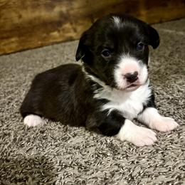 Midnight - American Corgi