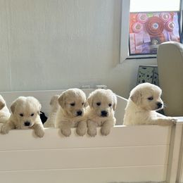Golden Retrievers from California Golden Retrievers