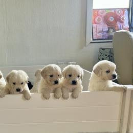 Golden Retrievers from California Golden Retrievers