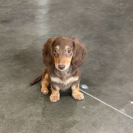 Hayden - Chocolate and cream male Dachshund puppy in Woodbine, Georgia from Coastal Bluff Pups
