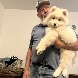 "No collar girl —Bella’s " Samoyed Puppies from Better’s Samoyeds