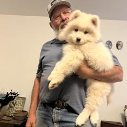 "No collar girl —Bella’s " Samoyed Puppies from Better’s Samoyeds