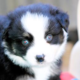 Shark - Black tri male Miniature Australian Shepherd puppy in South Branch, Michigan from Ross Ranch Mini and Standard Aussie's