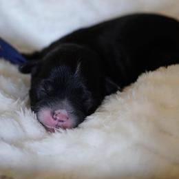 Blue Collar - Parti male Yorkshire Terrier puppy in Las Vegas, Nevada from Plush Toy Poodle Puppies & Pals