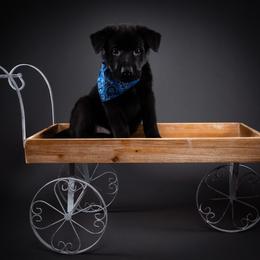German Shepherd Puppies from Barenstadt Kennels