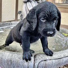 Double Doodles from Kelling Doodle Doods