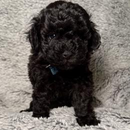 Boy 1 - Black male Poodle puppy in Austin, Texas from C & C Texas Toy Poodles