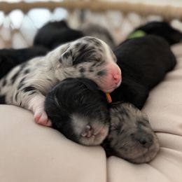 Aussiedoodle Puppies from Beachside Aussiedoodles
