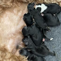 Bernedoodle puppies from Mountain Bridge Doodles
