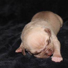 American Pit Bull Terrier Puppies from Mika Tica Kennels