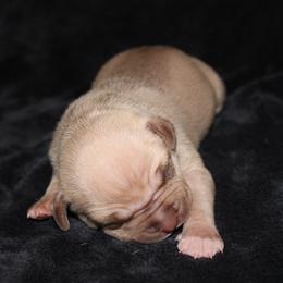 American Pit Bull Terrier Puppies from Mika Tica Kennels