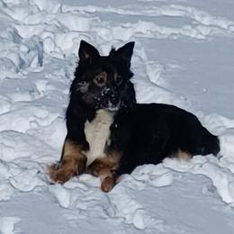 Kelly - Border Collie