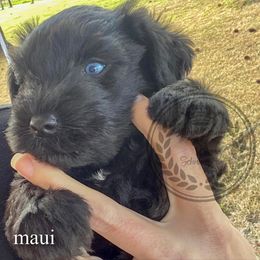 Miniature Schnauzer Puppies from Laurel Crown Schnauzers