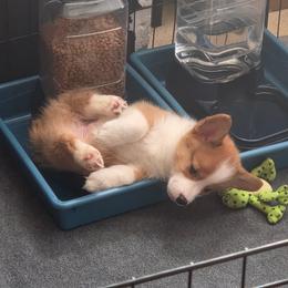Luke - Red male Pembroke Welsh Corgi puppy in Joplin, Missouri from Crescent Meadows Pembrokes