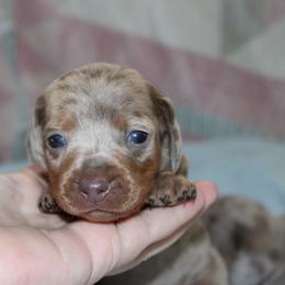Miley - Dapple female Dachshund puppy in Staley, North Carolina from Langley Farms Dachshunds
