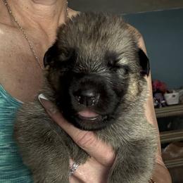Girl 6 - female German Shepherd puppy in Germantown, Ohio from TNT Pups