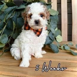 Casper - Parti male Goldendoodle puppy in Runaway Bay, Texas from Green Ranch Doodles