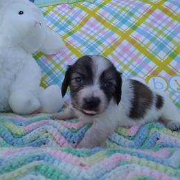 Dachshund Puppies from Cuddlehound Kennels