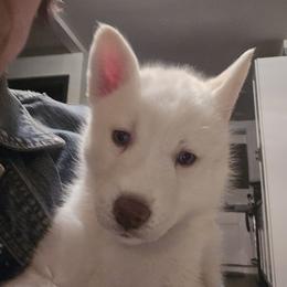 Babe Girl - White female Siberian Husky puppy in Great Falls, Montana from MT Kennel
