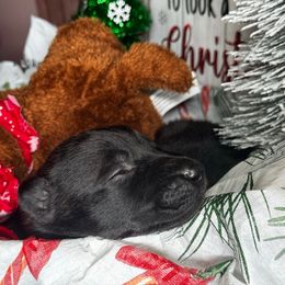 Aster - Black brindle female Dutch Shepherd puppy in Clarksville, Tennessee from Vuurhart Herders