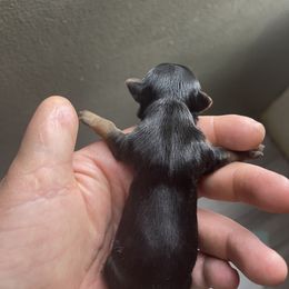 Yorkshire Terrier Puppies from Indiana yorkies