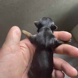 Yorkshire Terrier Puppies from Indiana yorkies
