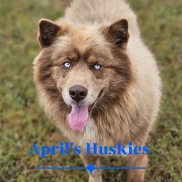 Siberian Husky puppies from April's Huskies