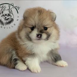 Mable - Orange sable female Pomeranian puppy in Fultonville, New York from Sandy Aussies & Pomeranians