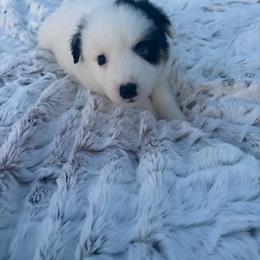 Echo - Black tri male Miniature Australian Shepherd puppy in Weatherford, Texas from F & T Aussies