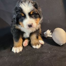 Gray - Tri-color male Bernese Mountain Dog puppy in Francisco, Indiana from Kate's Country Canines