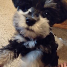 Miniature Schnauzer Puppies from Sky & Ivy Farms