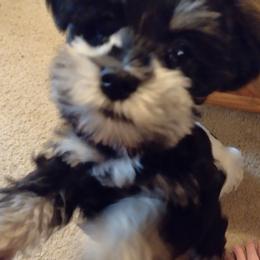 Miniature Schnauzer Puppies from Sky & Ivy Farms
