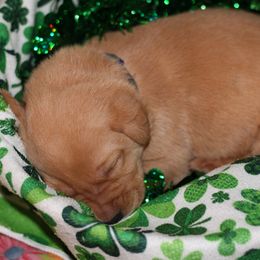 Labrador Retriever Puppies from Paradise Farm Gun Dogs
