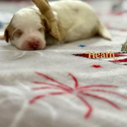 Heath - Caramel cream male Australian Labradoodle puppy in Calhoun, Louisiana from Arrowhead Australian Labradoodles