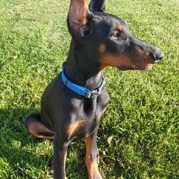 Doberman Pinscher Puppies from Vondalyn Dobermans