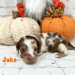 Jake - Dapple male Dachshund puppy in Smithville, Oklahoma from Bristy’s Pampered Pups