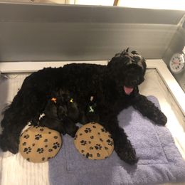 Boy 1 - Black and white Portuguese Water Dog puppy in Falls Church, Virginia from Magellan Portuguese Water Dog