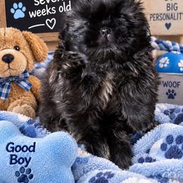 Bronson - Black male Shih Tzu puppy in Augusta, Maine from Zulas Shih Tzu of Maine