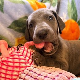 Darius - Blue male Great Dane puppy in Jerusalem, Arkansas from Mara Danes